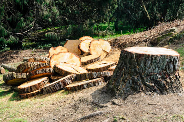 How Our Tree Care Process Works  in  Aliso Viejo, CA